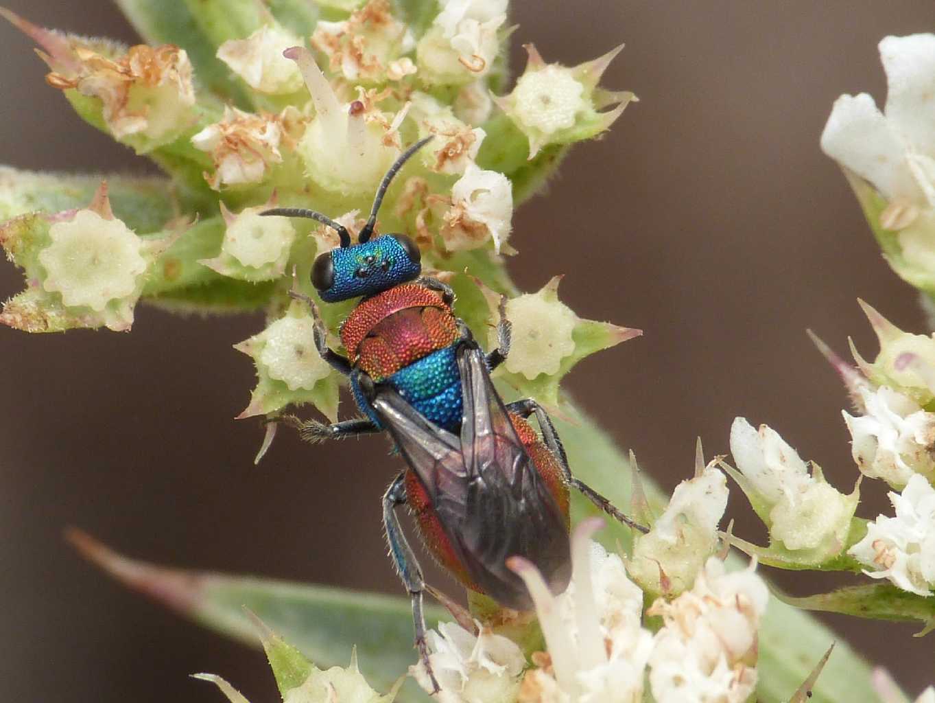 Il solito Chrysidae